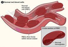 illustration red blood cells in human body