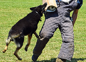 A dog is attacking a man's covered hand